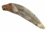 Fossil Primitive Whale (Basilosaur) Tooth - Morocco #225343-1